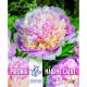 Paeonia Madame Calot