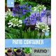 Agapanthus Out Of Africa (Patio Container Pack)