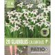 Patio Collection - Gladiolus Callianthus Syn. Acidanthera