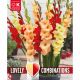 Lovely Combinations - Gladioli Red, Yellow & Orange