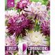 Lovely Combinations - Dahlia Decorative Violet & White Shades