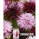 Lovely Combinations - Dahlia Cactus Black & Pink Shades