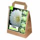 100 Days Of Dahlia - Shades Of White Collection
