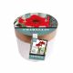 Amaryllis Red Lion in Ceramic Pot