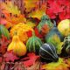 Napkin 33x33cm Pumpkins and Leaves (Pack of 20)