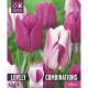 Lovely Combinations DuoPack Tulip Purple & White