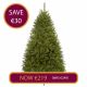 7ft Avondale Spruce Christmas Tree