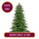 8ft Donard Spruce Christmas Tree