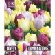Lovely Combinations Tulip Yellow, Purple & Lilac