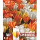 Lovely Combinations Tulip White, Yellow & Orange