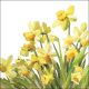 Napkin 33x33cm Golden Daffodils (Pack of 20)