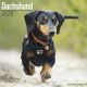 Dachshund 2022 Wall Calendar