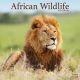 African Wildlife 2024 Wall Calendar