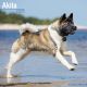 Akita 2025 Wall Calendar