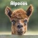 Alpacas 2023 Wall Calendar