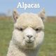 Alpacas 2024 Wall Calendar