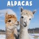 Alpacas 2025 Wall Calendar