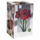 Amaryllis Benfica