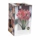 Amaryllis Double Dancing Queen
