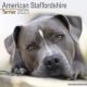 American Staffordshire Terrier 2023 Wall Calendar
