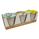 Indoor Spring Flower Trio - Muscari, Crocus & Narcissi