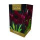 Amaryllis Black Pearl – Indoor Growing Kit