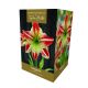 Amaryllis Ambiance - Indoor Growing Kit