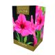 Amaryllis Pink Surprise