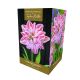 Amaryllis Dancing Queen - Indoor Growing Kit