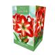 Amaryllis Christmas Star