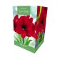Amaryllis Red Velvet – Indoor Growing Kit