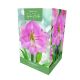 Amaryllis Flamingo – Indoor Growing Kit