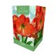 Amaryllis Florida – Indoor Growing Kit