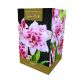 Amaryllis Elvas - Indoor Growing Kit