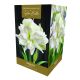 Amaryllis Marilyn– Indoor Growing Kit