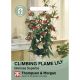 House Plant Seeds - Climbing Flame Lily