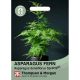 House Plant Seeds - Asparagus Fern
