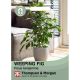 House Plant Seeds - Weeping Fig