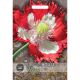 Kew Flower House - Poppy Papaver Danish Flag