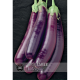 Kew VegeTable - Aubergine Violet Knight F1