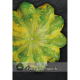 Kew VegeTable - Patty Pan Squash Green Disc F1