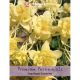 Aquilegia Sunshine (Premium Perennials)