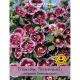 Hollyhock Crème De Cassis (Premium Perennials)