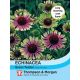 Echinacea Green Twister