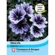 Malva Sylvestris Zebrina