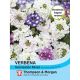 Verbena X Hybrida Scentsation Mixed