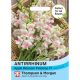Antirrhinum Majus Apple Blossom Potomac F1