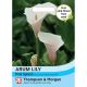 Arum Lily Pink Splash