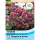 Sedum Busy Nights