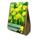 Narcissi Tête-à-Tête (Value Bag of 40)